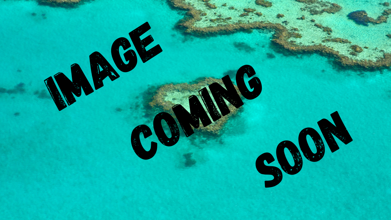 Dreamweaver Paddle Length 8" Sea Sick Waddler 78518-8