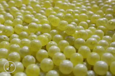 Great Lakes Steelhead Co. Trick Em Beads 8mm Steelhead Snot Scrambled