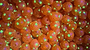 Bloop Bead 8MM