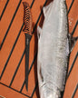 SORD Fillet Knife