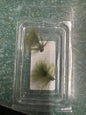 Tungsten Flies