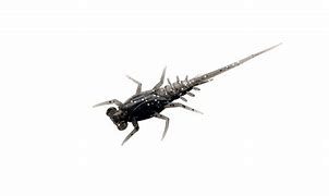 13 Fishing Bernie 6 pk