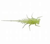 13 Fishing Bernie 6 pk