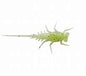 13 Fishing Bernie 6 pk