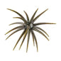 Berkley PowerBait® MaxScent 'Moeba 3.5" 1CT