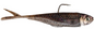 Z-Man Graph Shadz 3/8OZ 3.8"