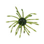 Yamamoto Uni Urchin