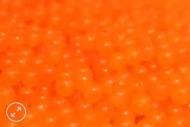 Great Lakes Steelhead Co. Trick Em Beads 10mm Atomic Orange