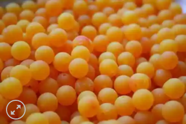 Great Lakes Steelhead Co. Trick Em Beads 10mm Tangerine Roe